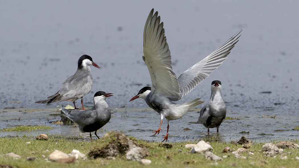 Whiskered Tern
